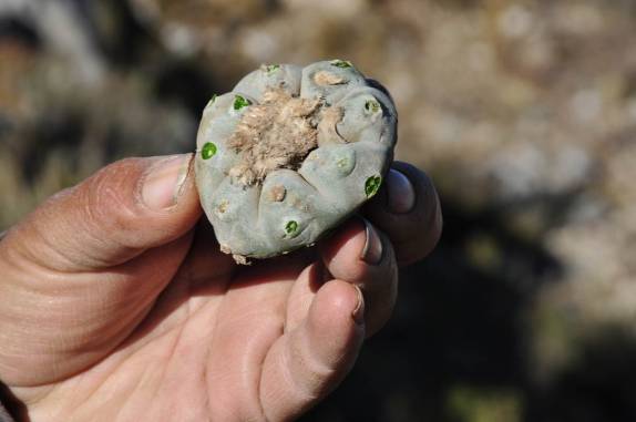 O famoso peyote, espécie de cactus comum no região de Real de Catorce, pueblo mágico no norte do México
